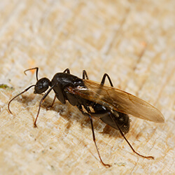 picture of a carpenter ant carpenter ant pictures