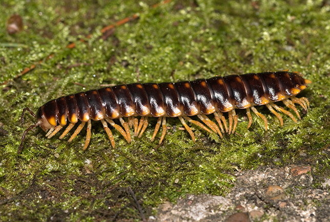 baby millipede image