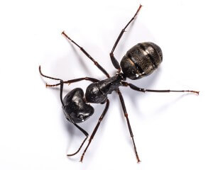 carpenter ant bites treatment image