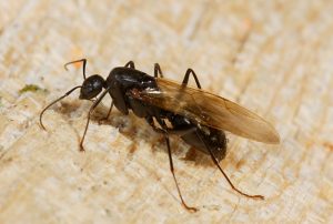 Flying Carpenter Ants Id Winged