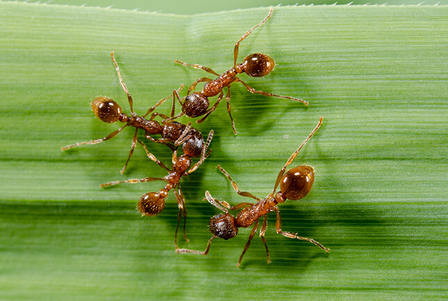European fire ants image