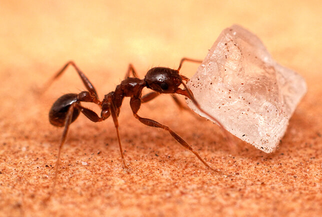 sugar ant queen picture