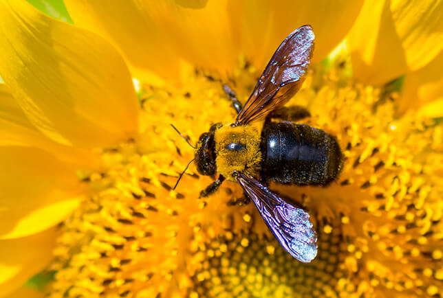 picture of carpenter bee on a flower
