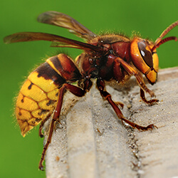 Close up image of a hornet