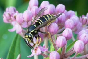 Picture of a ground hornet on a flower