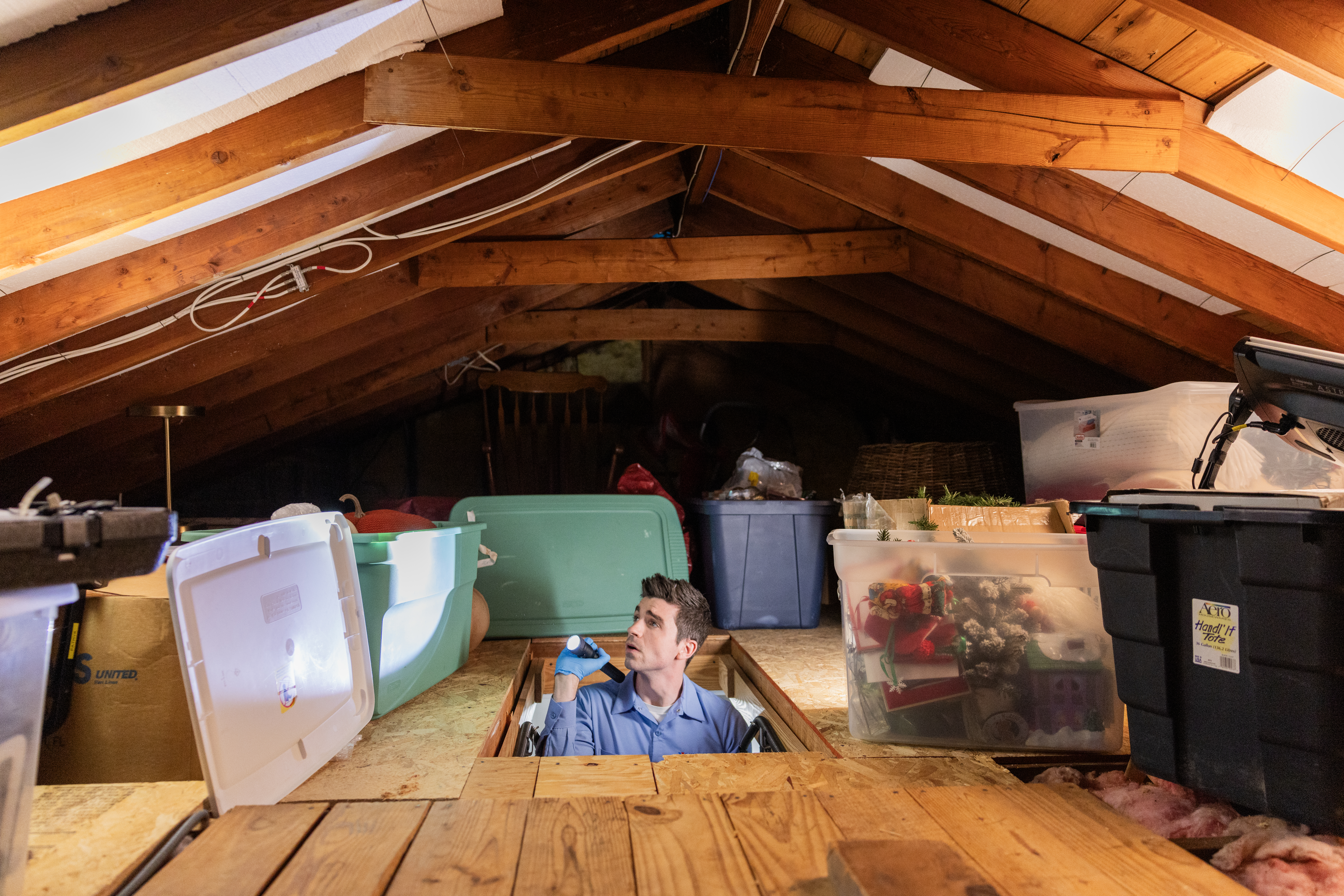 Western Pest How We Get Rid Of Ants