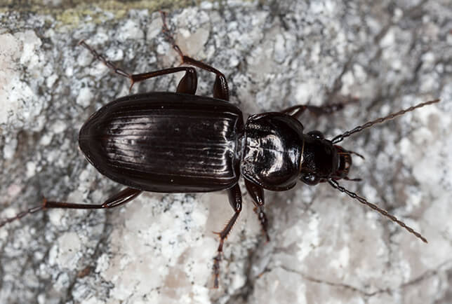 carabid ground beetle photo