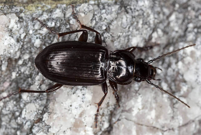 Identify And Control Carabid Ground Beetles In House 