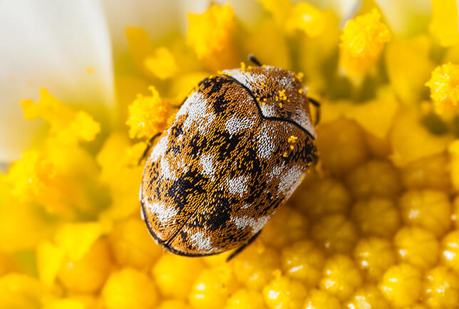 photo of a carpet beetle