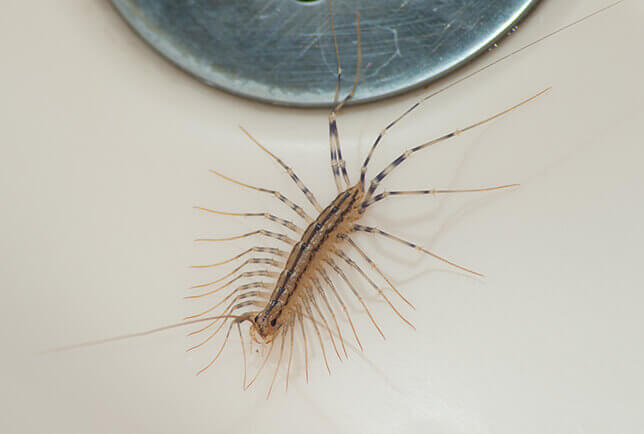 house centipede larva