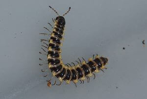 house centipede larva