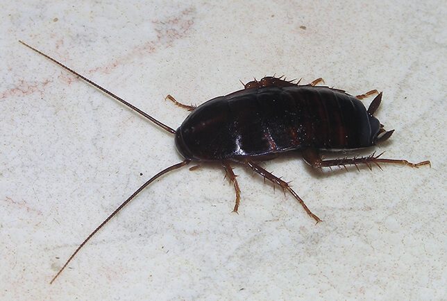 oriental cockroach image