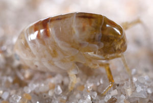 Close up image of a sand flea