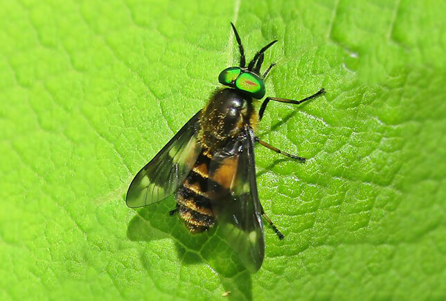why do horse flies bite picture