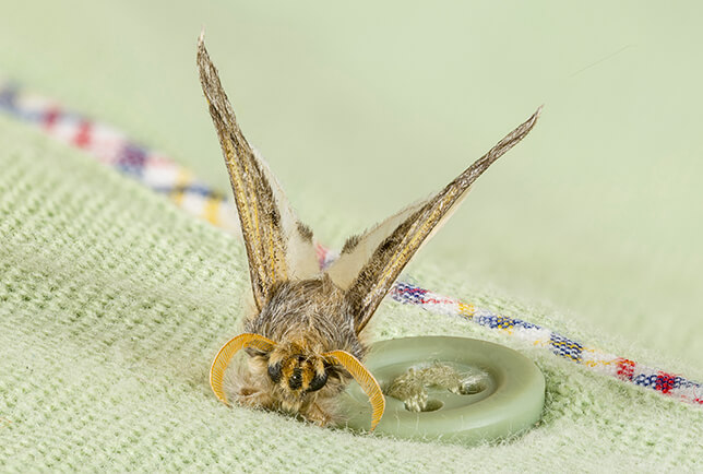 clothes moth image