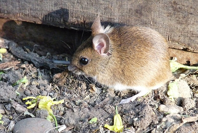 field mouse what do field mice eat image