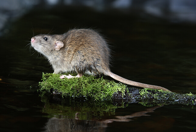 photo of a Norway rat