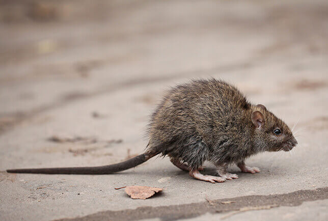 Roof Rat Control Getting Rid Of Roof Rats