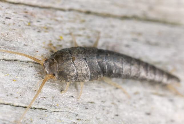 image of a silverfish what do silverfish eat clothes bugs silverfish damage