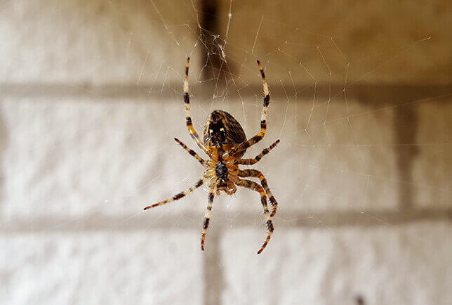 Spiders in Massachusetts