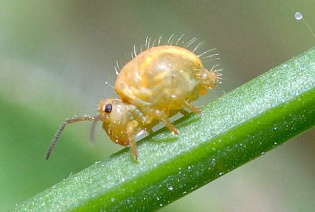 springtail on a plant image