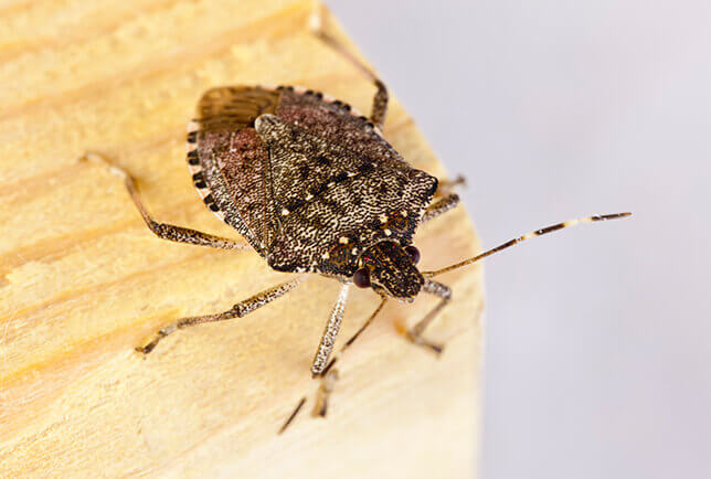 brown marmorated stink bug image