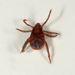 picture of a brown dog tick engorged