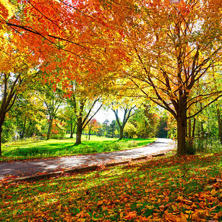 Common Fall Pests: Tips for Autumn - Waltham Pest Services