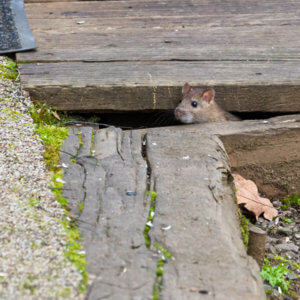 mouse entering house in the fall