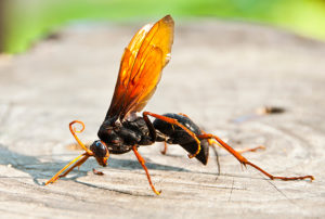 Close up photo of a wood wasp