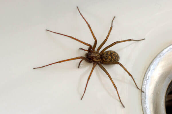 Spider Spotlight: House Spiders · ExtermPRO