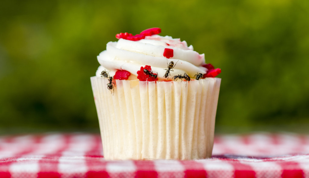 Sugar ants on a cupcake