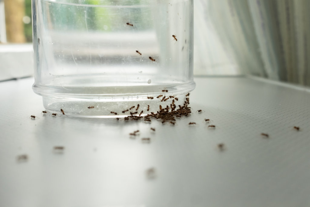 ants looking for sugary residue on a glass