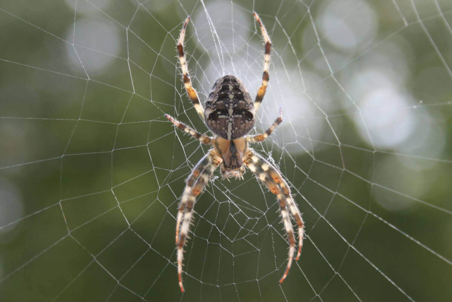 Barn Spider Pest Control – Spider Exterminator Near Me