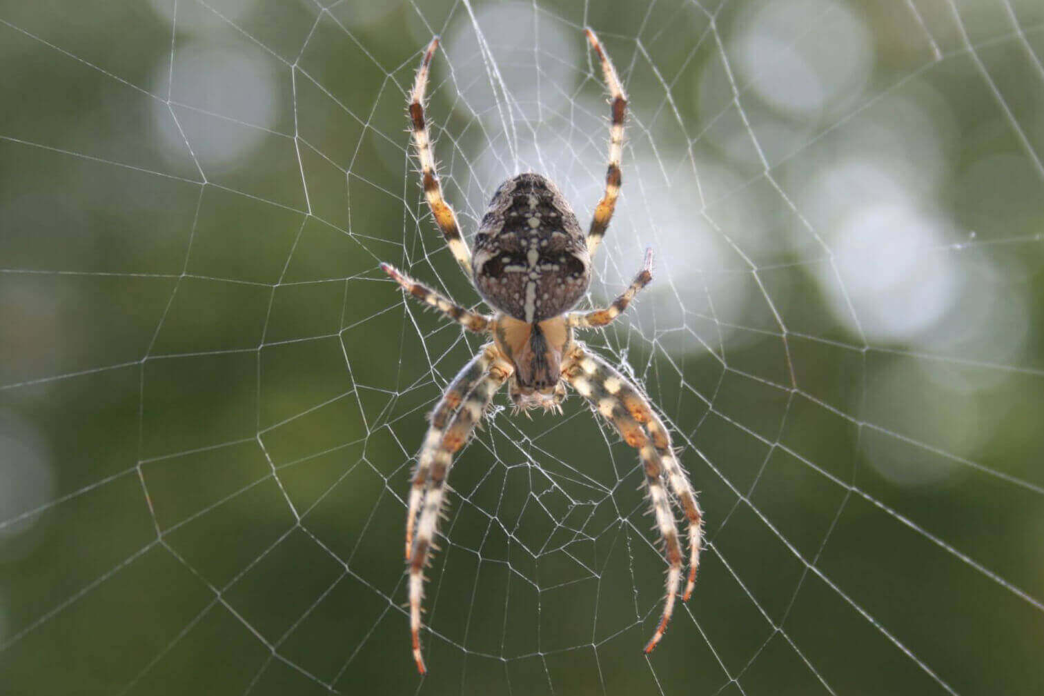 Common New York Spiders & Where They Hide