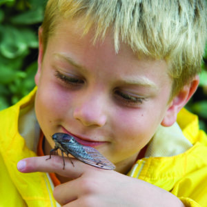 The harmless 17 year cicada sits atop a child's finger
