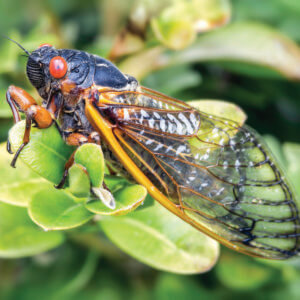 Hatched 17 year cicada resting on a leaf