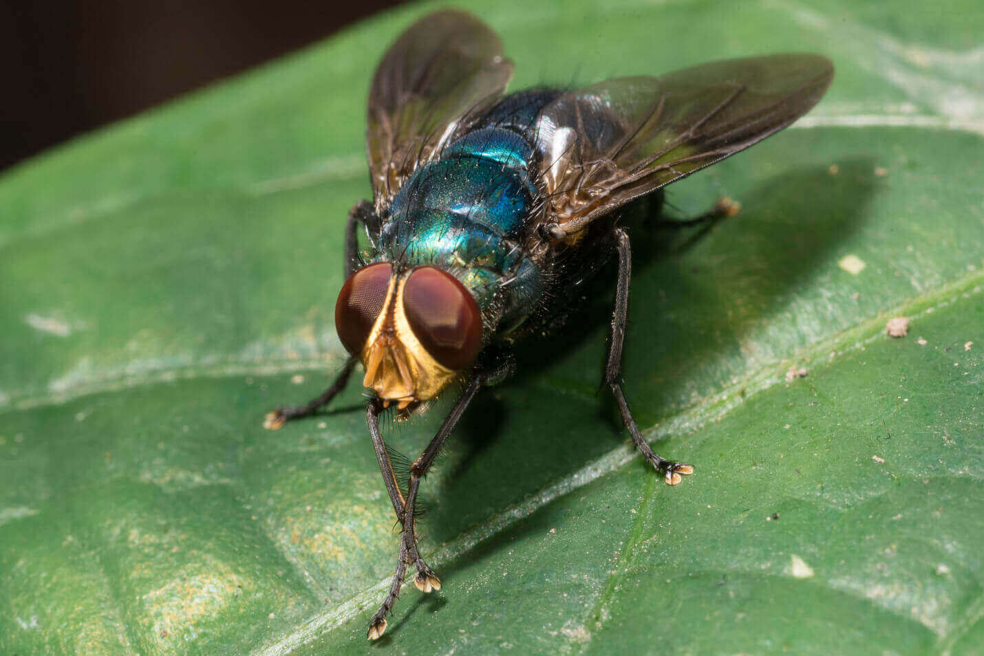 Greenhead flies: The bug that just won't die - The Boston Globe