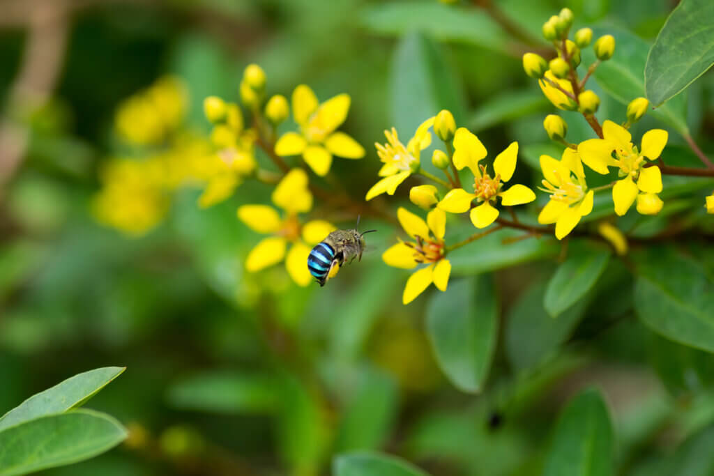 A busy Blue-banded Bee (Amegilla cingulata), buzzing around some yellow flowers in the garden at Mangalore in Karnataka, India.