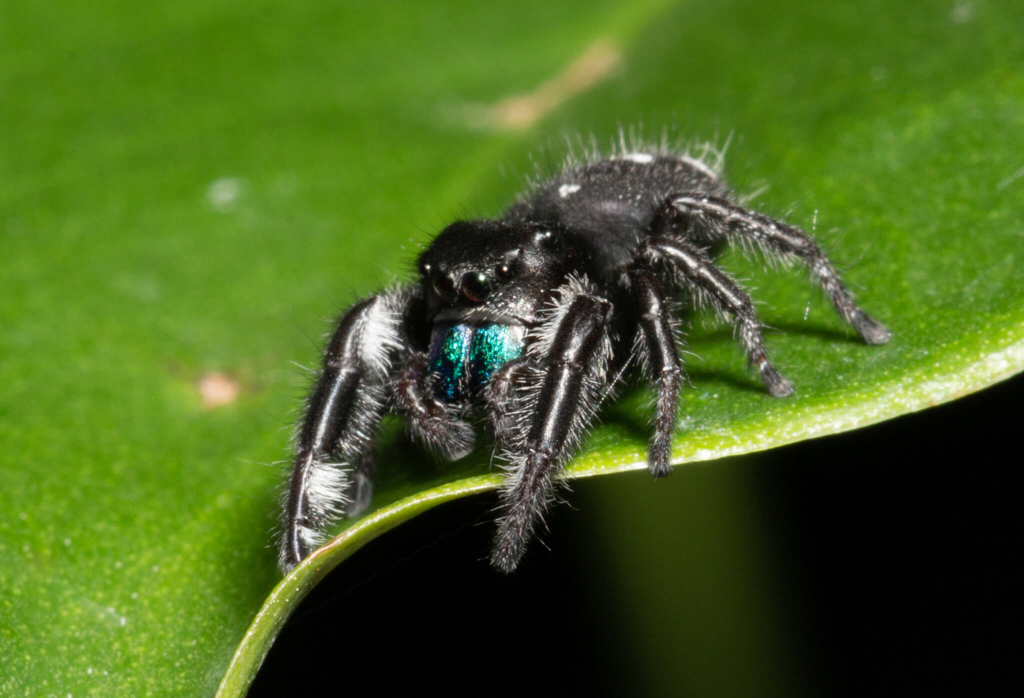 Do Jumping Spiders Bite? - Waltham Pest Services