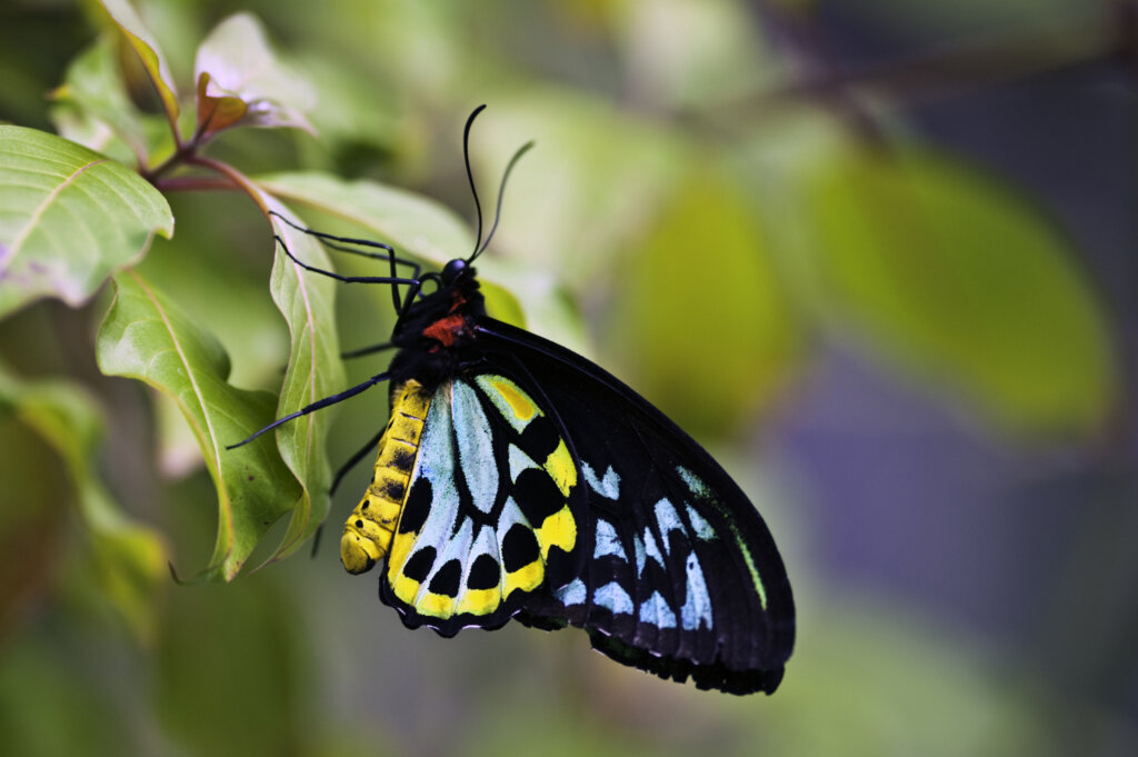 Richmond Birdwing butterfly perched on a tropical plant  This butterfly is also referred to as the Cairns Birdwing. This was shot horizontal but can be used as a vertical orientation,  Makes a beautiful print or greeting card.