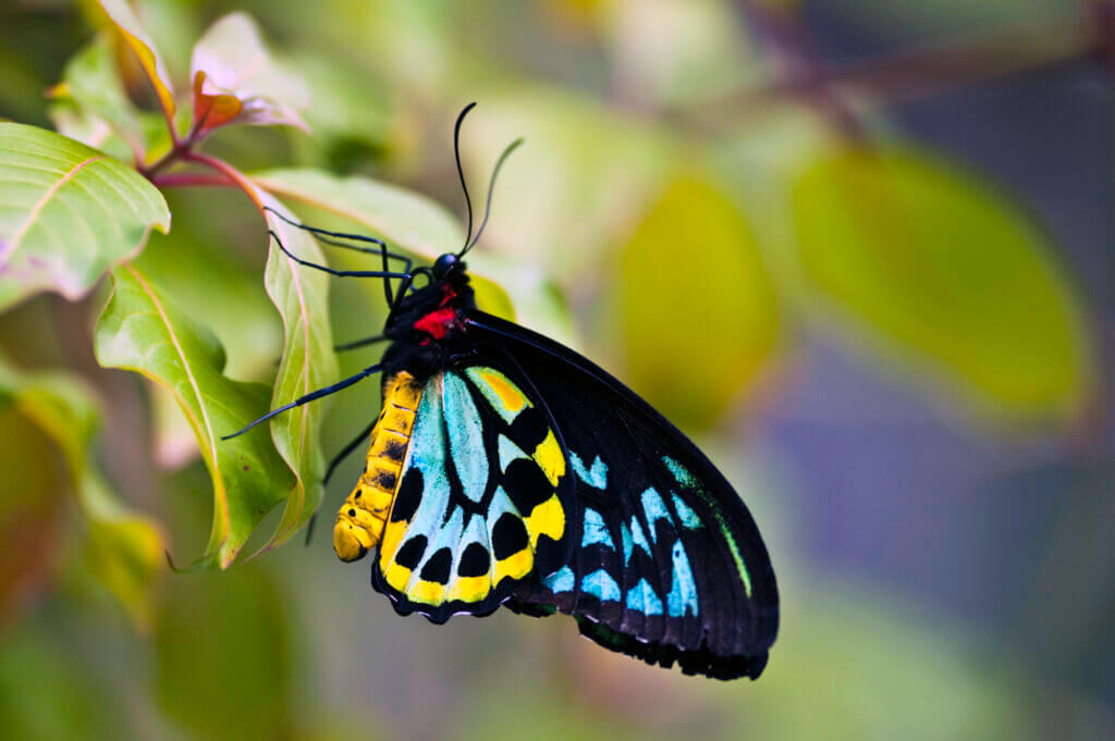 Richmond Birdwing butterfly perched on a tropical plant  This butterfly is also referred to as the Cairns Birdwing. This was shot horizontal but can be used as a vertical orientation,  Makes a beautiful print or greeting card.