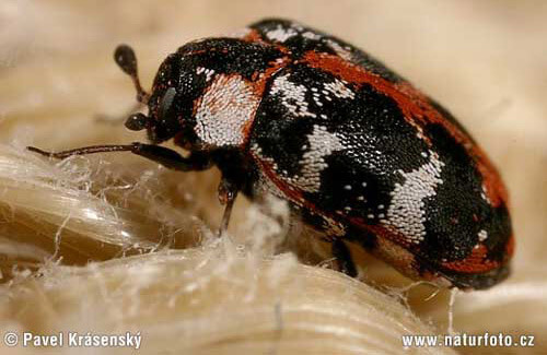 common carpet beetle crawling on carpet fibers
