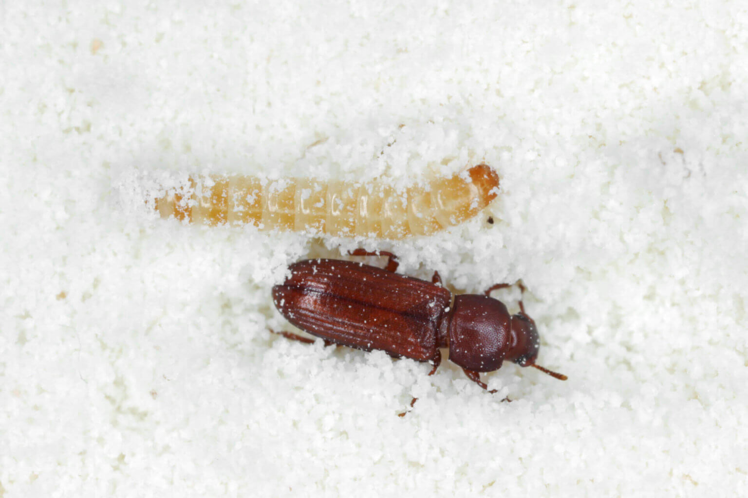 Confused Flour Beetle Facts & Information