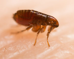 Image of a common house flea