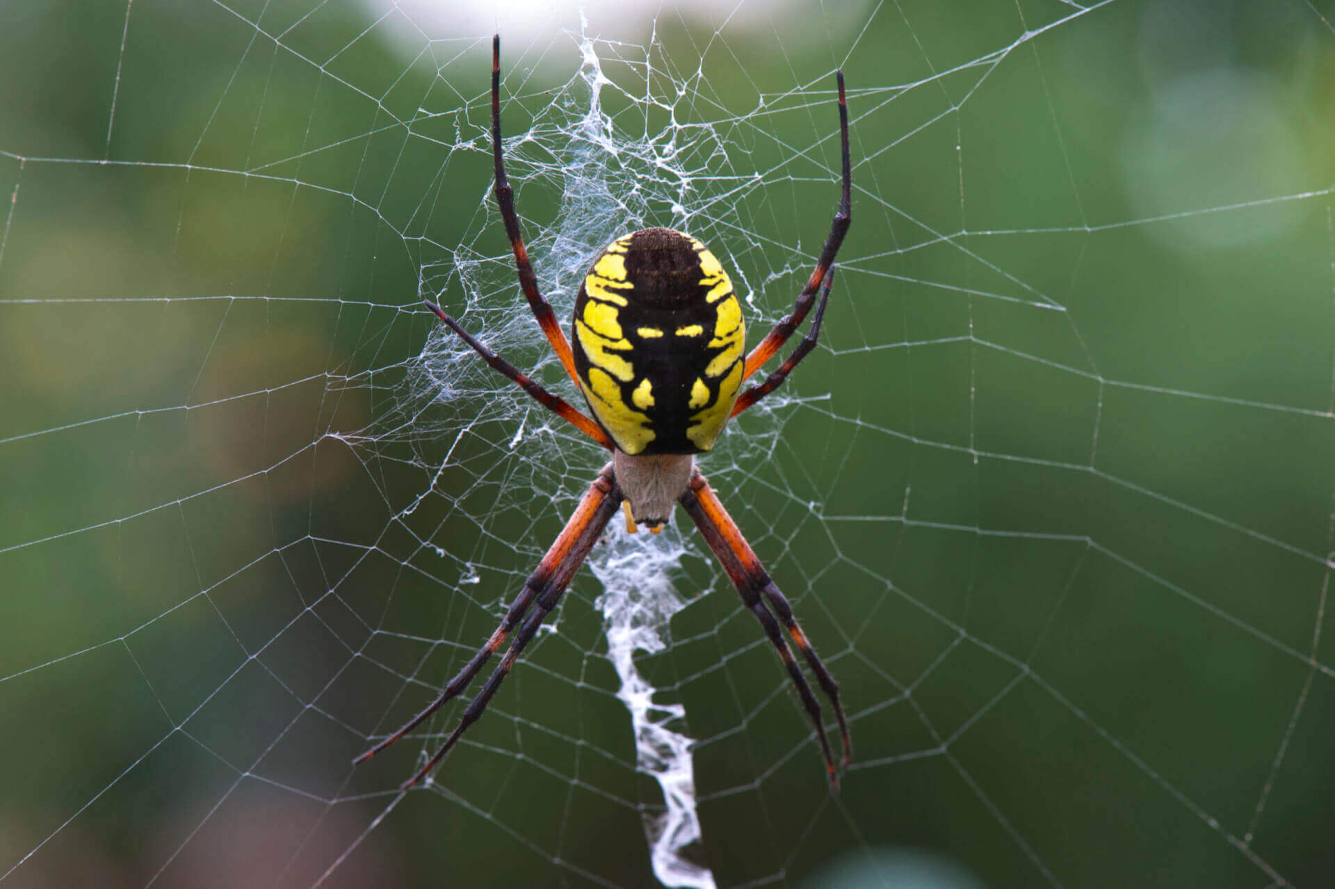 Spiders - Control of pest spiders in the garden.