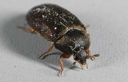 black carpet beetle up-close