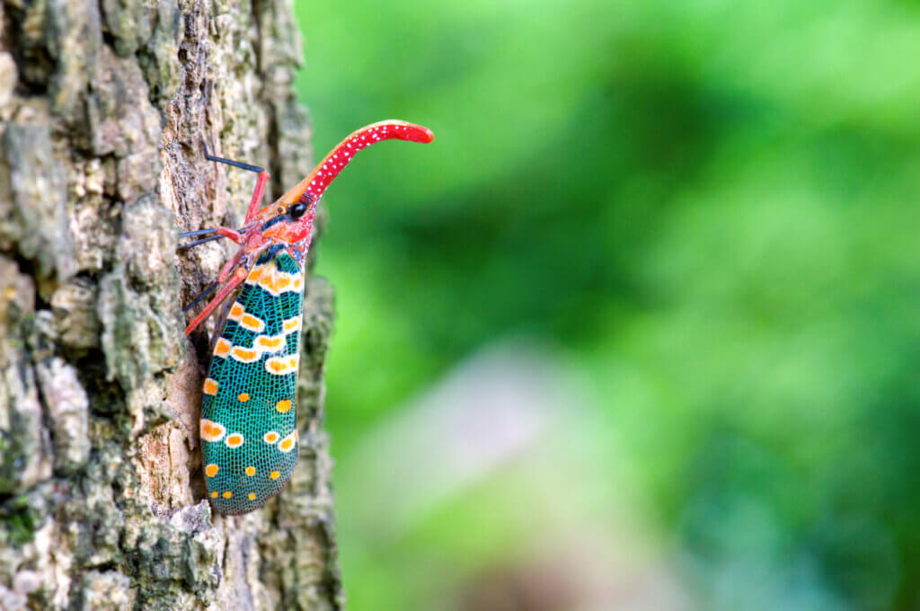 Close up view of Pyrops candelaria on tree