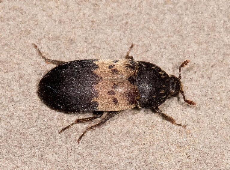 Types of Carpet Beetles in New England Waltham Pest Services