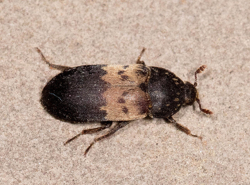 close-up image of a larder beetle